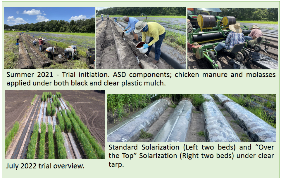 Summer 2021 - Trial initiation. ASD components; chicken manure and molasses applied under both black and clear plastic mulch. July 2022 trial overview. Standard Solarization (Left two beds) and “Over the Top” Solarization (Right two beds) under clear tarp. 