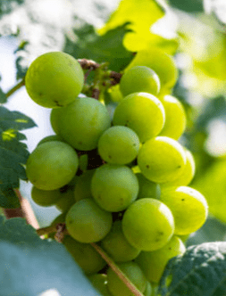 Chenin Blanc grapes - viticulture expansion at Pacific Ag Research - Ag Metrics Group
