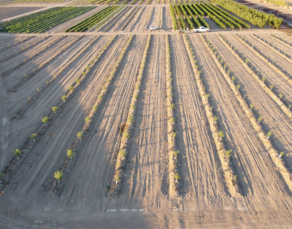 Pacific Ag Research Almond plantings at Five Points Station - Ag Metrics Group