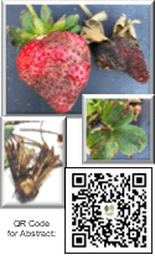 Neopestalotiopsis rosae Causing Crown and Root Rot of Strawberry