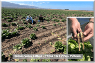 Thrips / INS Virus / Pythium “Pest Complex” on Salinas Valley Lettuce
