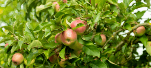 Gala Apples - High density apple planting - Pacific Ag Research - Ag Metrics Group