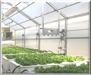 Lettuce Hydroponics at Pacific Ag Research