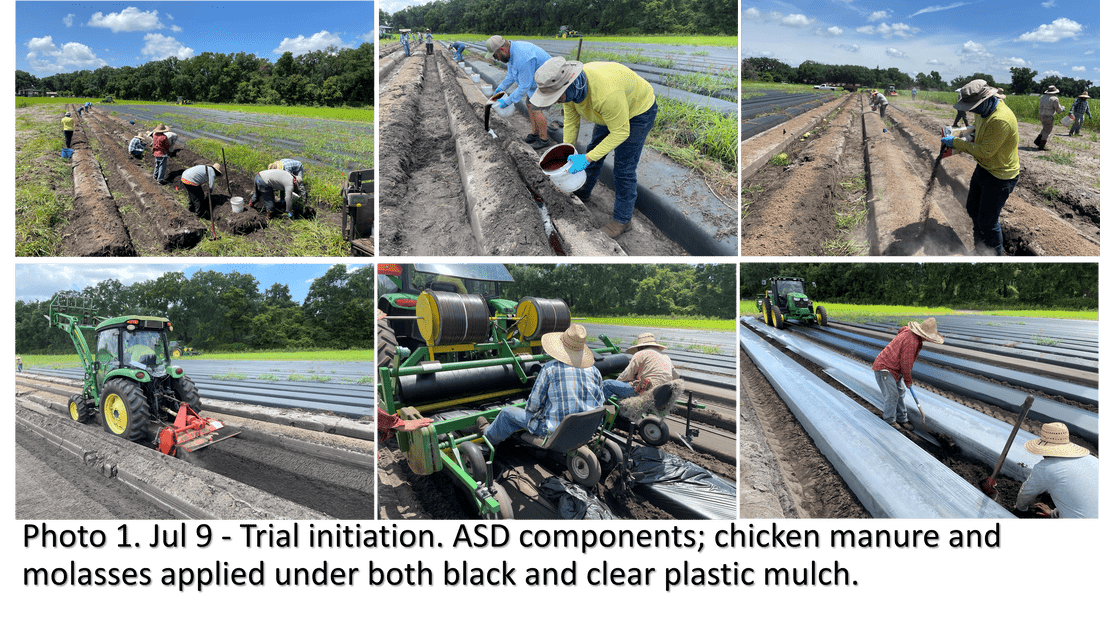 Trial Initiation Combining Soil Solarization with Conventional Chemical Fumigants and Anaerobic Soil Disinfestation (ASD) in Florida Strawberry Production