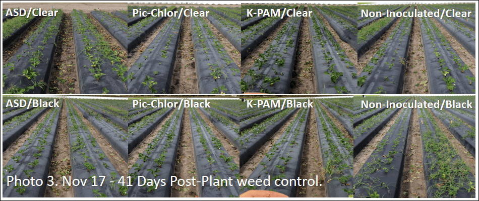 Weed Control Combining Soil Solarization with Conventional Chemical Fumigants and Anaerobic Soil Disinfestation (ASD) in Florida Strawberry Production