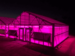 Greenhouse with grow lights at Pacific Ag Research