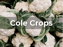Ag Metrics Group - Cole Crop Research