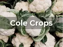 Ag Metrics Group - Cole Crops - cauliflower
