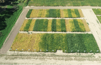 Drone shot showing corn tar spot trial at Michigan Ag Research