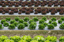 Lettuce variety trial cultivated on plastic mulcj