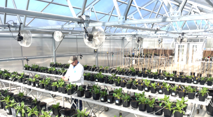 New greenhouses at Pacific Ag Research in San Luis Obispo, California