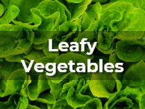 Ag Metrics Group - Leafy Vegetable and Lettuce research