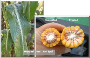 Midwest Corn Tar Spot