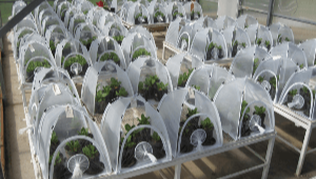 Insect hoops used in greenhouse trials at Pacific Ag Research in San Luis Obispo, California