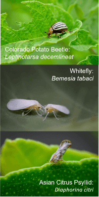 Picture of Colorado Potato Beetle: Leptinotarsa decemlineat, Whitefly: Bemesia tabaci, Asian Citrus Psyllid: Diaphorina citri - Ag Metrics Group