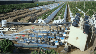 Drip application equipment for soil applied products on strawberrries