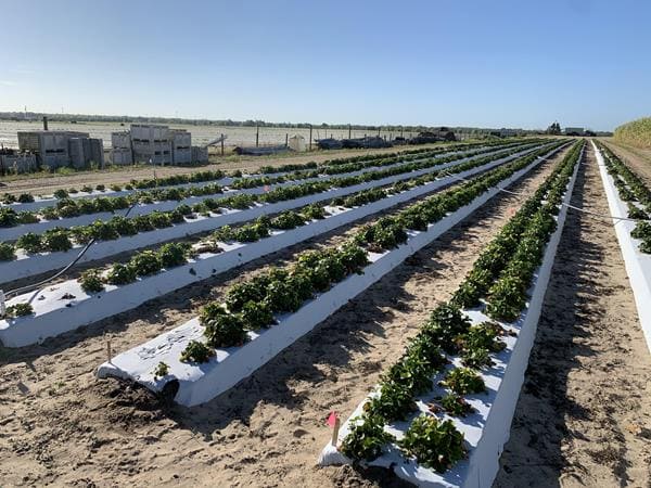 Overview of Brilliance variety strawberries planted in Thonotosassa, FL. Plants were infested with Pestalotiopsis just prior to the first application of various tank mixes and fungicides.