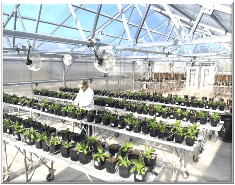 Pacific Ag Research greenhouse