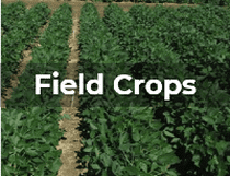 Ag Metrics Group - Field Crop Research - soybean, canola, oats, rye, sorghum