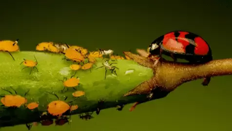 Entomology Research - Ag Metrics Group - Aphids and Lady Beetle biological control