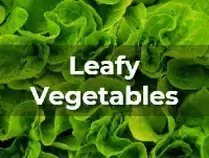Ag Metrics Group - Leafy Vegetables - lettuce