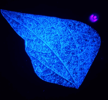 Fluorescent imagin of soybean leaf to examine chloroplasts 