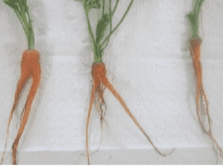 Carrot root knot Nematode and forking evaluations