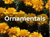Ag Metrics Group - Ornamentals - marigolds