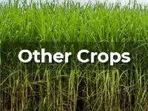 Ag Metrics Group - Other Crops - Sugar Cane