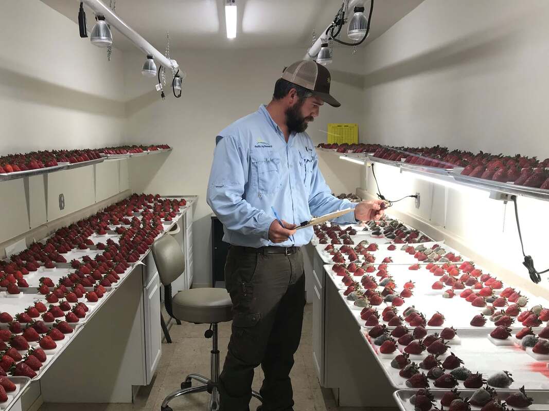 Ag Metrics Group lead biologist Kory Jackson doing post harvest evaluations of strawberries for disease severity and quality