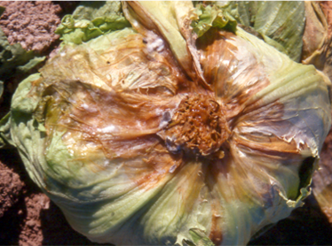 Effects of Sclerotinia White mold or Lettuce Drop on head lettuce