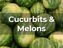 Ag Metrics Group - Cucurbit & Melon Research