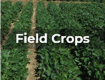 Ag Metrics Group - Field Crops - Soybean