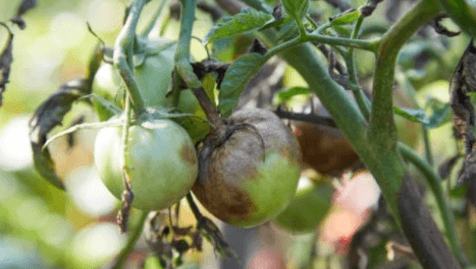 Plant Pathology Research - Ag Metrics Group - fungal disease on fresh market tomato