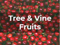 Ag Metrics Group - Tree & Vine Fruits - Cherries