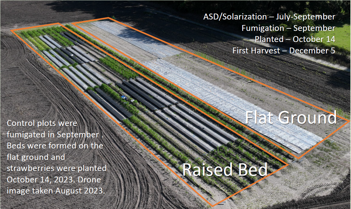 Ag Metrics Group - Control plots were fumigated in September. Beds were formed on the flat ground and strawberries were planted October 14, 2023. Drone image taken August 2023.