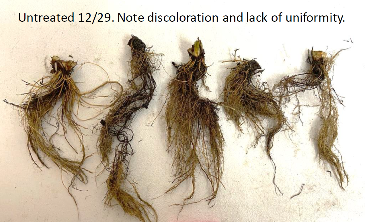 Ag Metrics Group - Untreated root discoloration