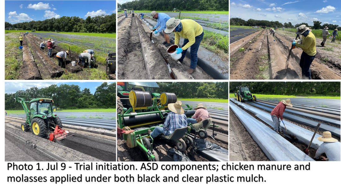 Trial Initiation Combining Soil Solarization with Conventional Chemical Fumigants and Anaerobic Soil Disinfestation (ASD) in Florida Strawberry Production