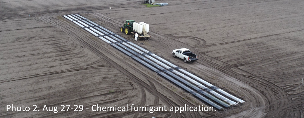 Fumigant Application Combining Soil Solarization with Conventional Chemical Fumigants and Anaerobic Soil Disinfestation (ASD) in Florida Strawberry Production