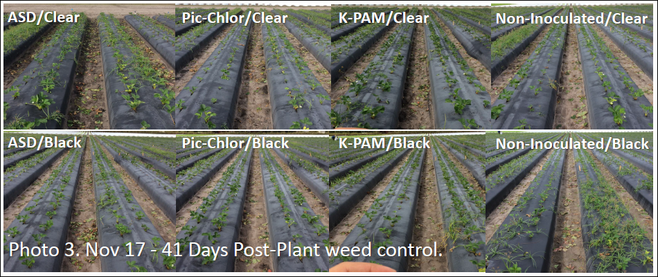 Weed Control Combining Soil Solarization with Conventional Chemical Fumigants and Anaerobic Soil Disinfestation (ASD) in Florida Strawberry Production