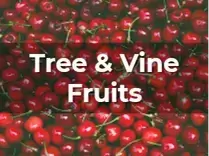 Ag Metrics Group - Tree & Vine Fruits - Cherries